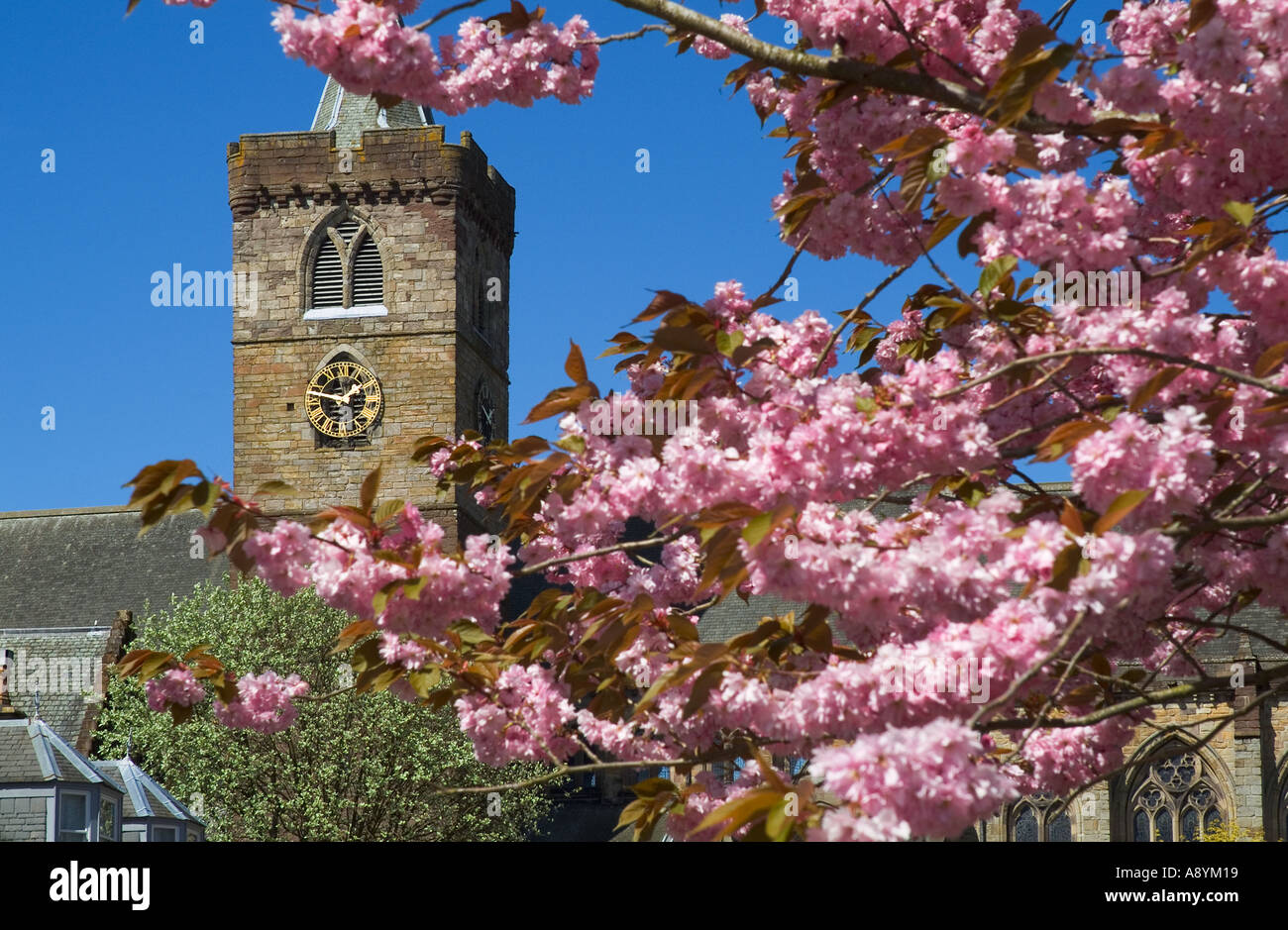 dh Dunblane cathedral DUNBLANE STIRLINGSHIRE UK Church clock tower springtime cherry blossom tree branches scotland Stock Photo