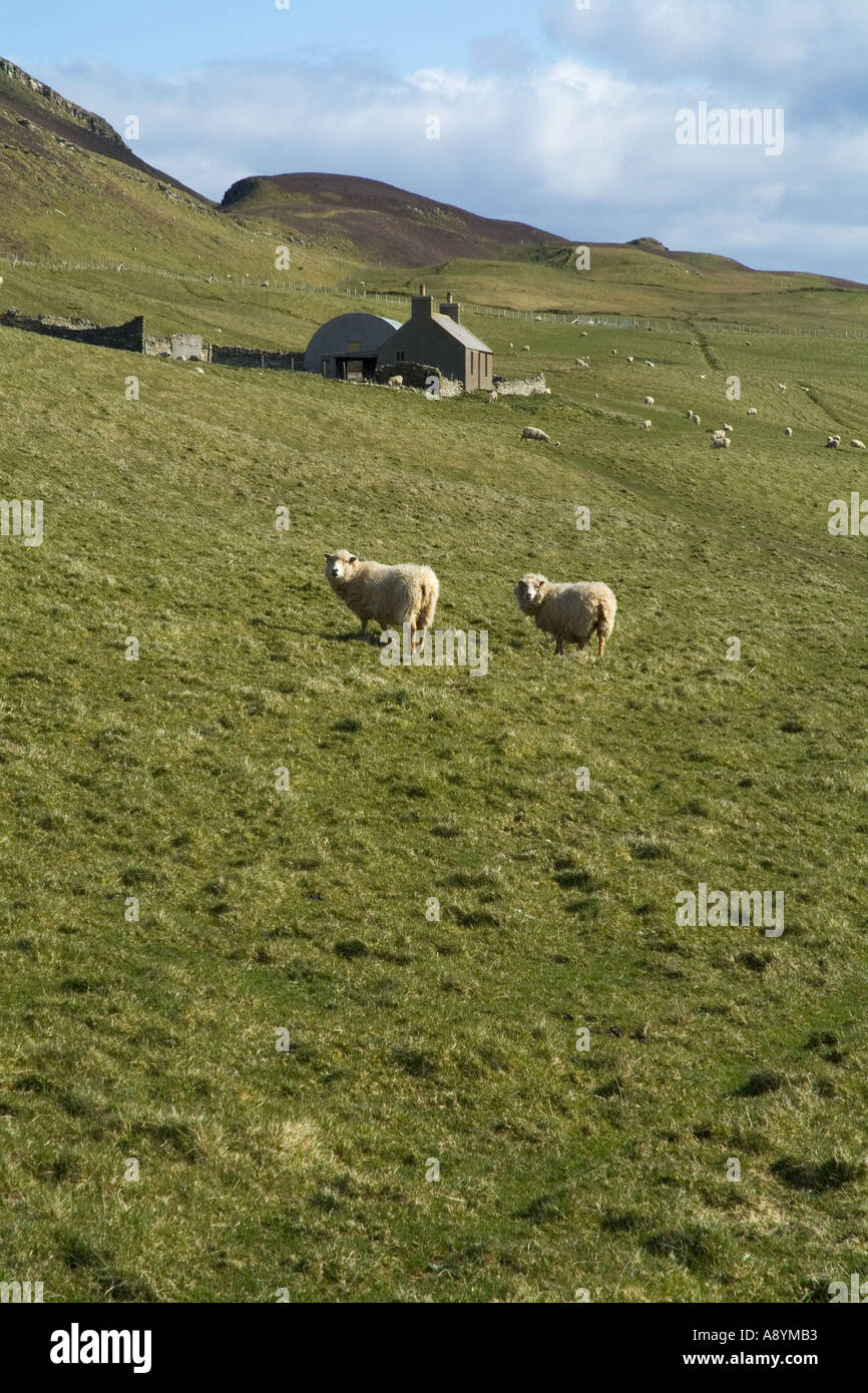 dh  ROUSAY ORKNEY Sheep in hillside field croft cottage farm hill scotland countryside rural remote building animals Stock Photo