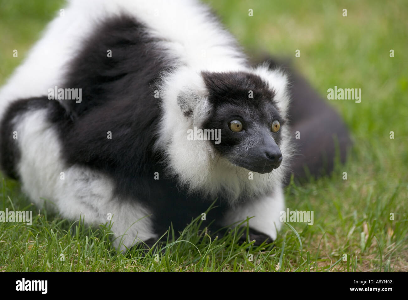 Lemur Pile Ruffed Ruffed Lemur Lemur varigatus Stock Photo - Alamy