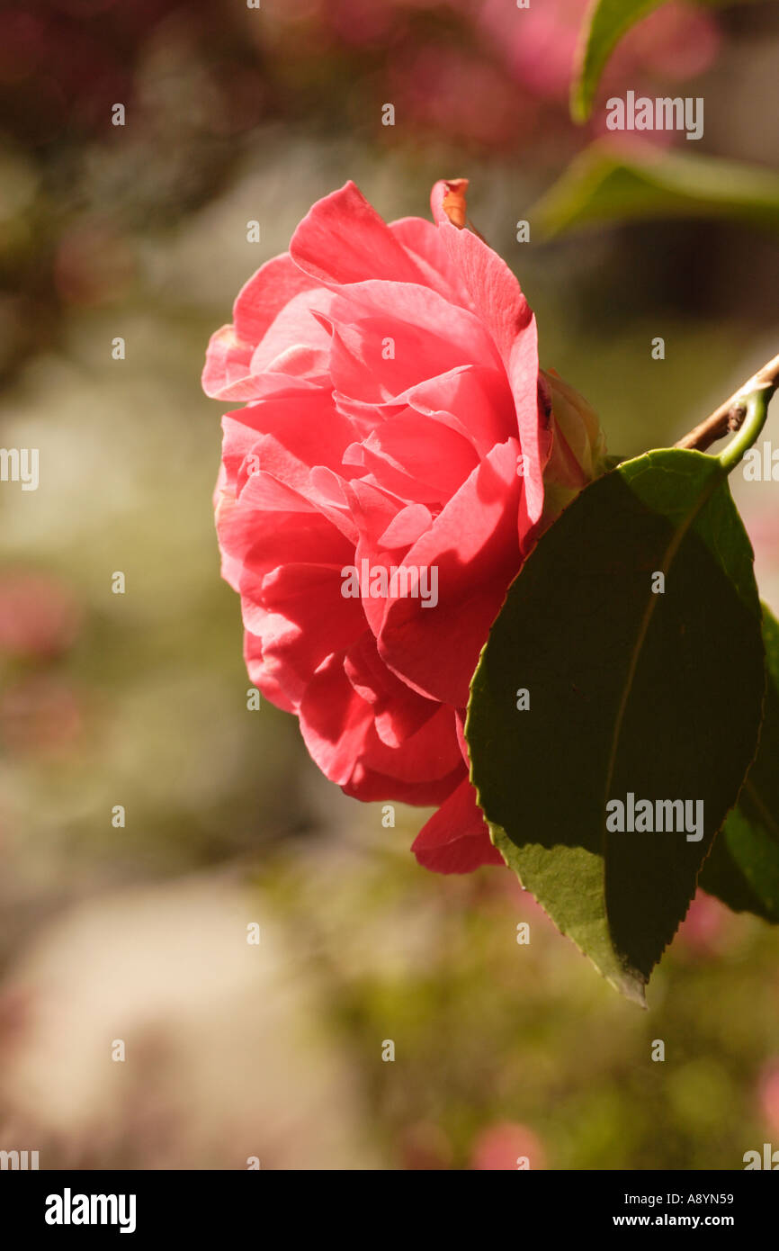 Japonica hi-res stock photography and images - Alamy
