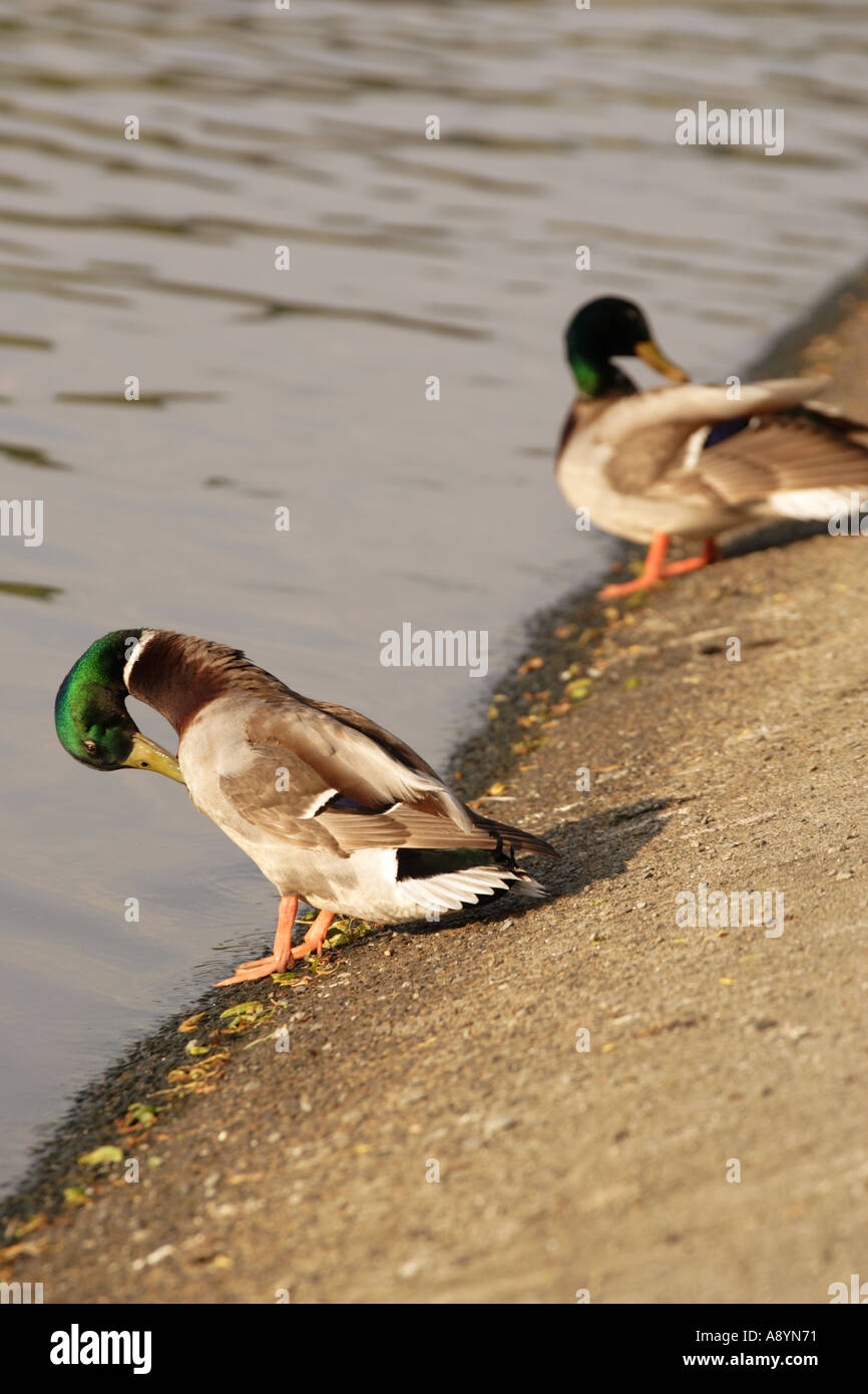 Pair of ducks hi-res stock photography and images - Alamy