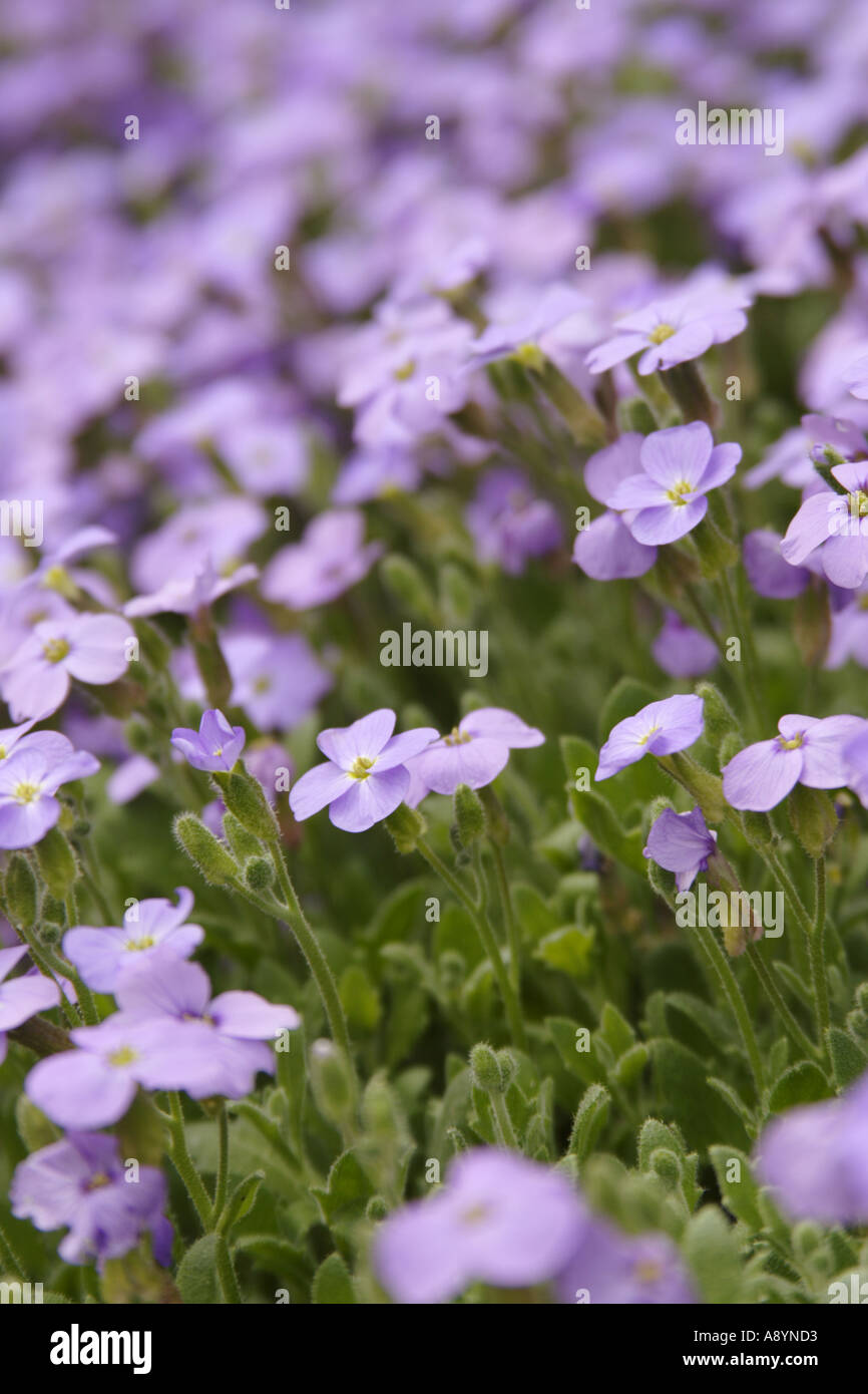 Wildflowers hi-res stock photography and images - Alamy