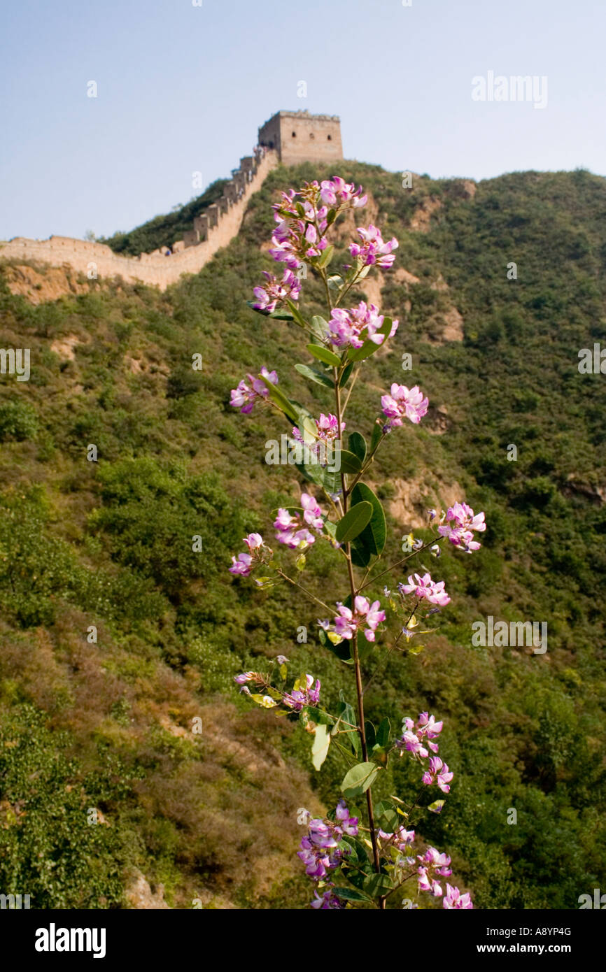 Pink Wildflowers the Great Wall of China Stock Photo
