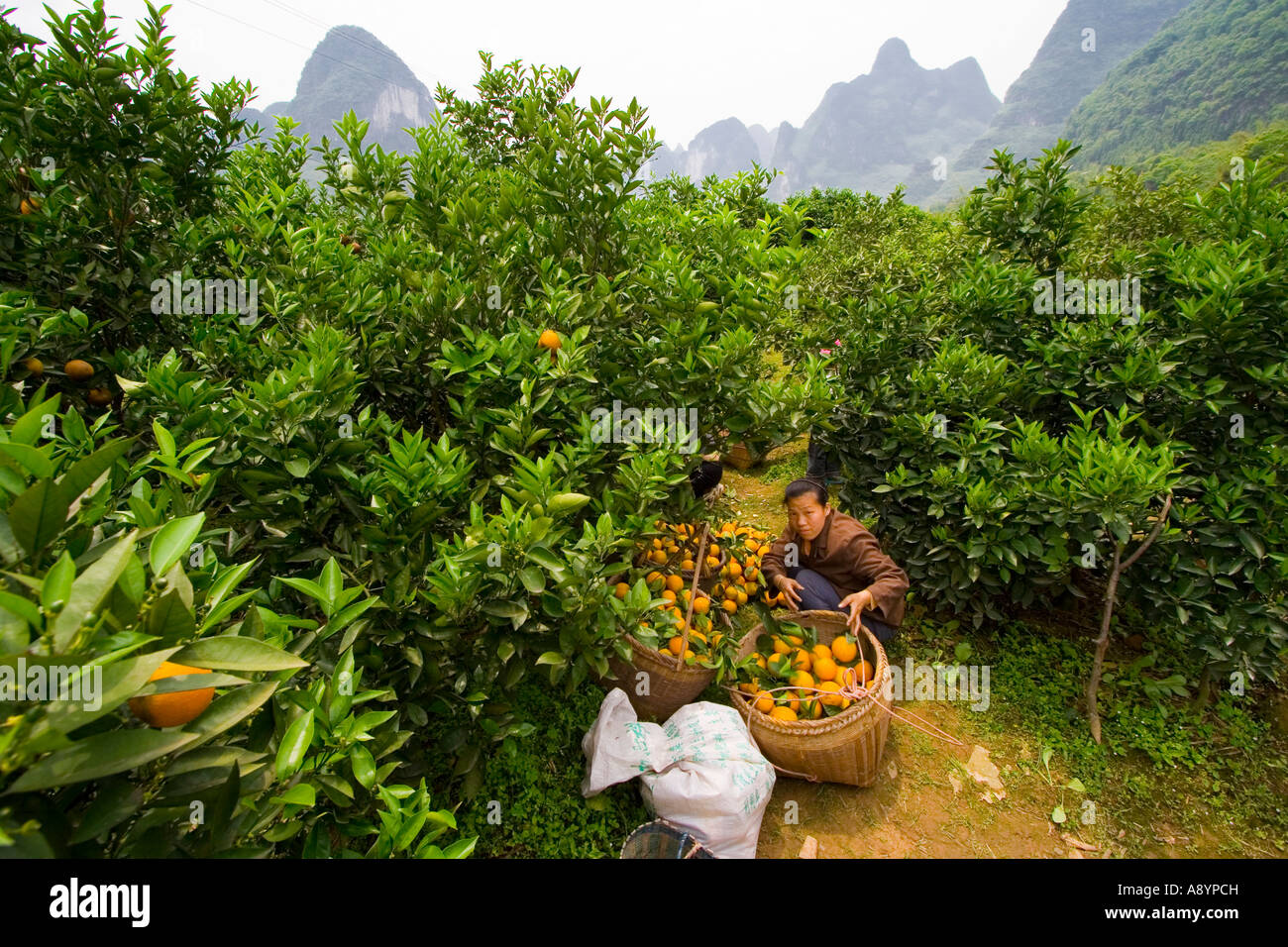 Farmers Picking Oranges During Harvest Near Guilin And Yangshuo China 