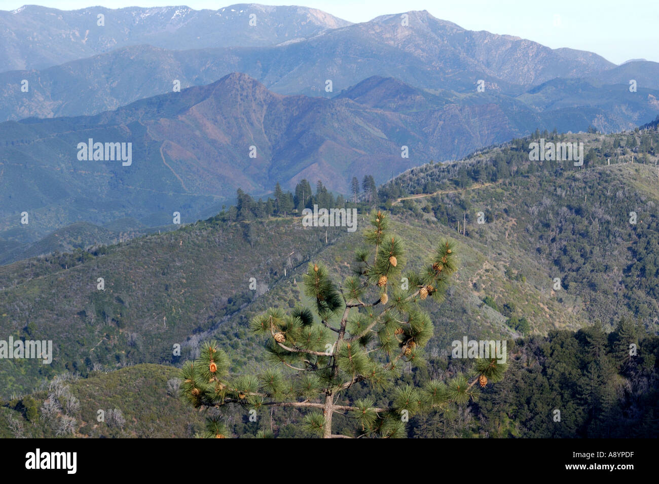 Los Padres National Forest Stock Photo Alamy