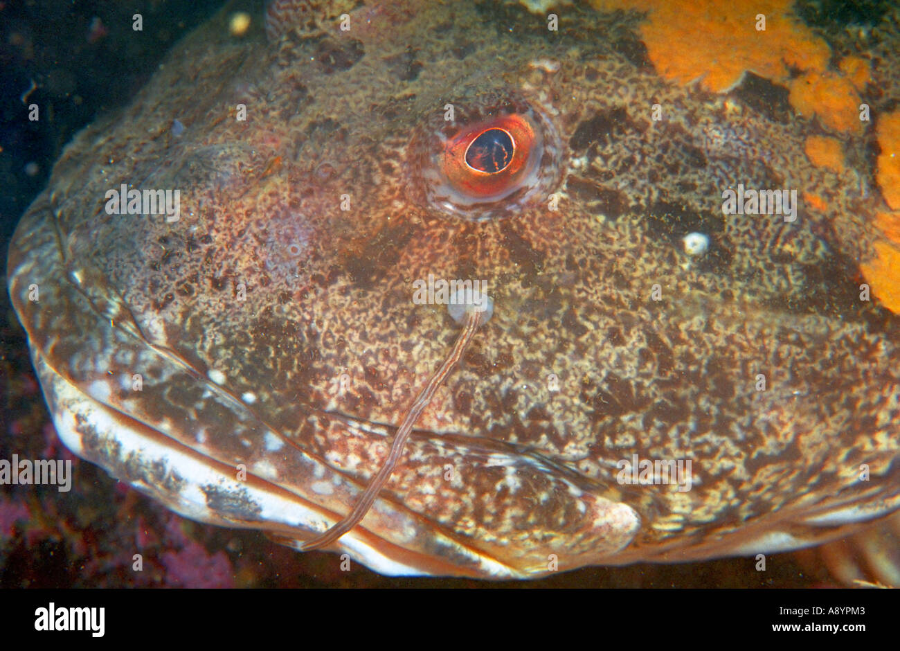 Close up of benthic fish Myoxocephalus polyacanthocephalus and leech stick to its head. Common name Great Sculpin. North Pacific Stock Photo