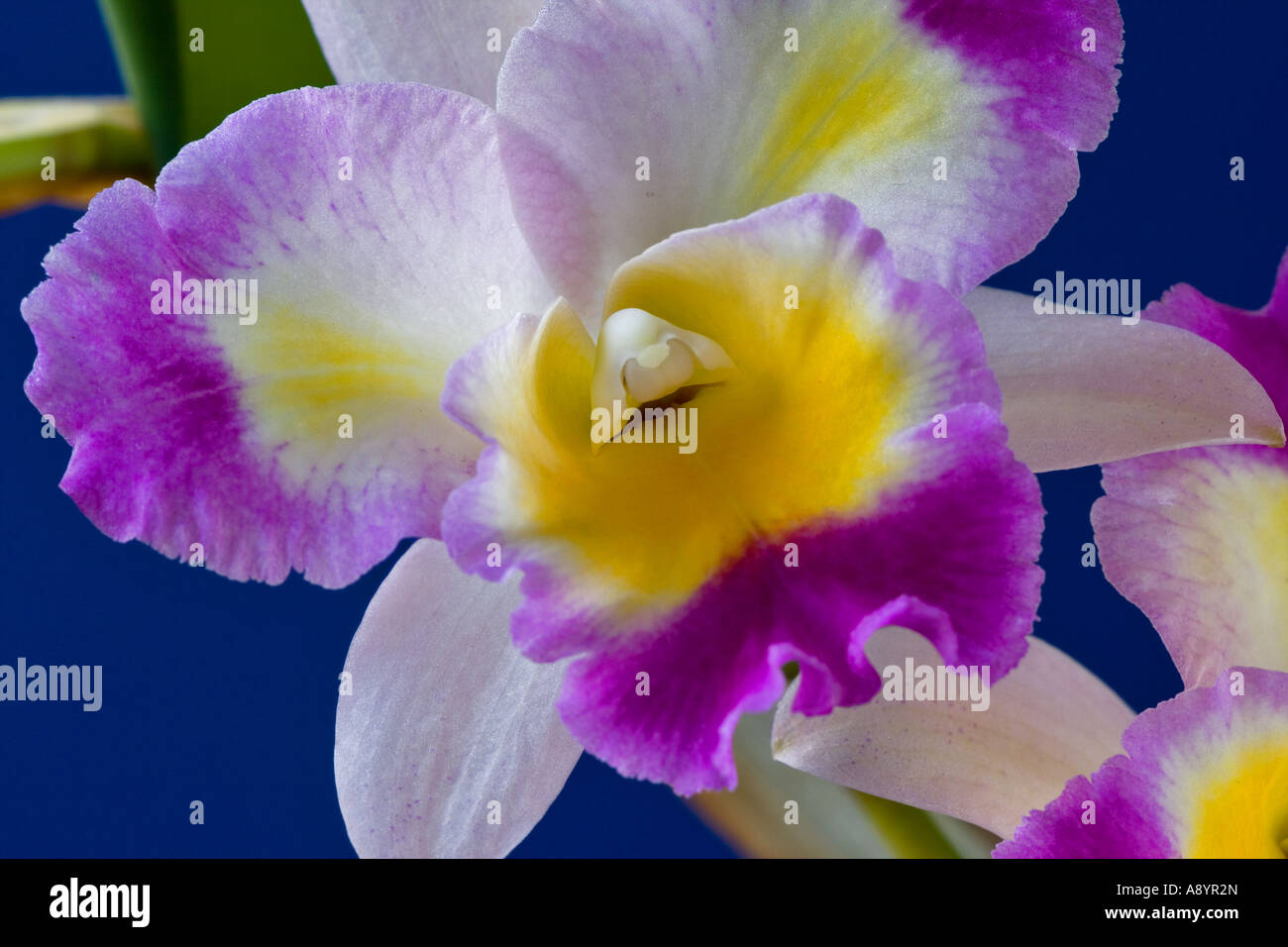 cattleya orchid Stock Photo