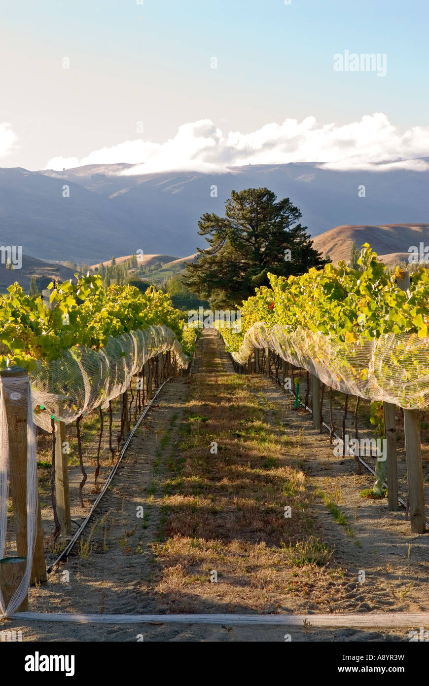 Vineyard near Cromwell and Lake Dunstan Central Otago New Zealand Stock Photo