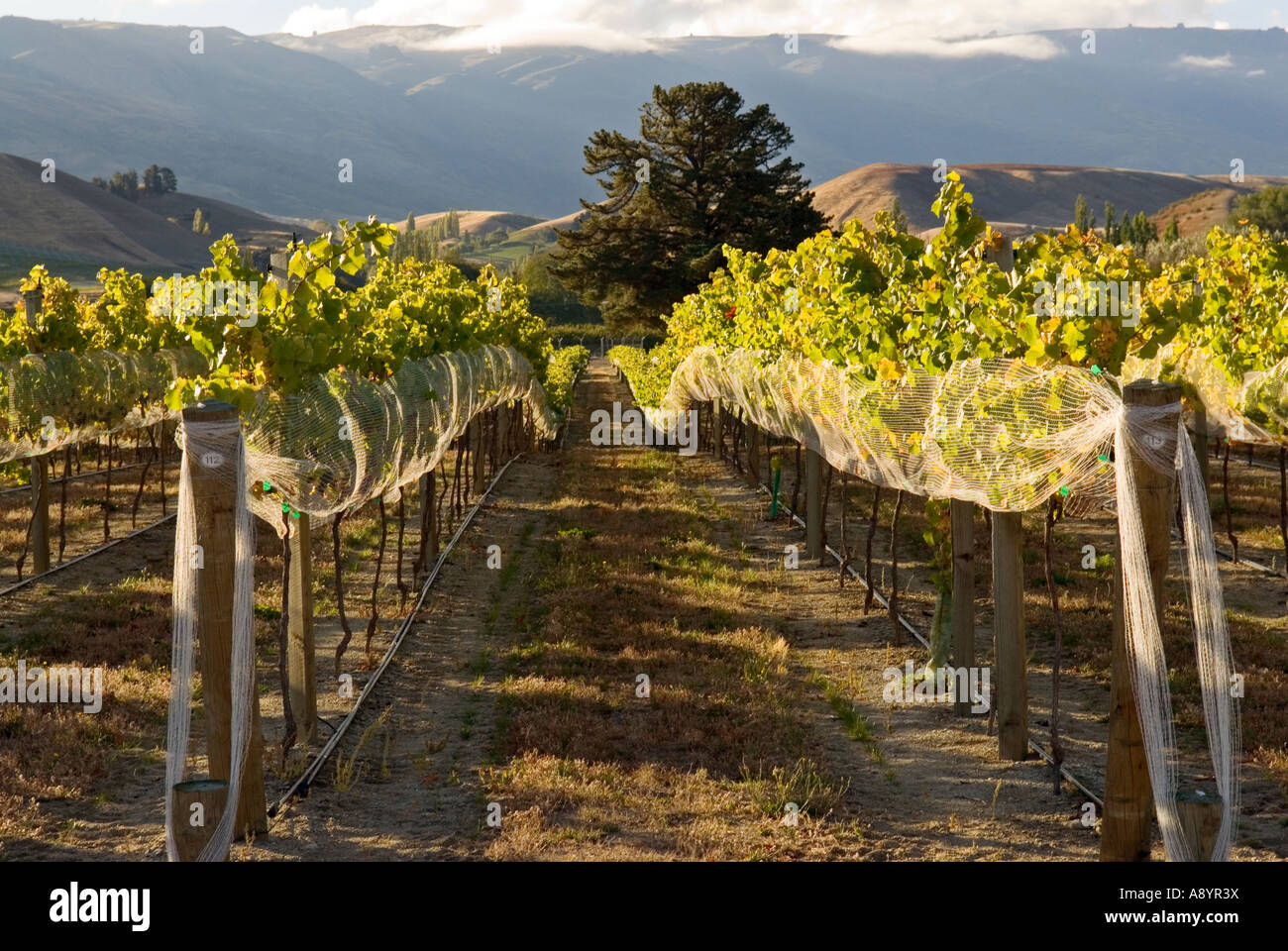 Vineyard near Cromwell and Lake Dunstan Central  Otago New Zealand Stock Photo