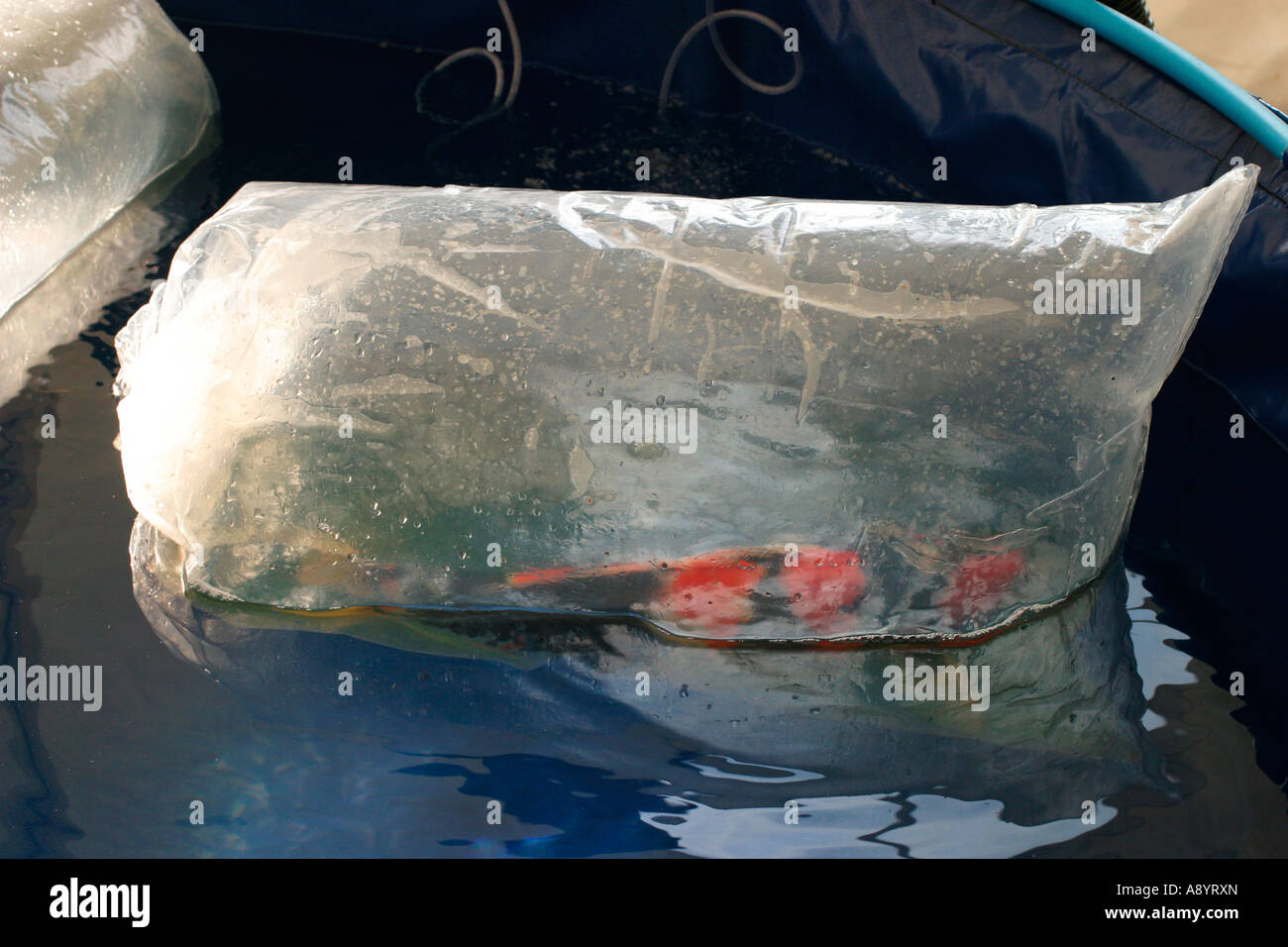 KOI ALLOWED TO EQUILIBRATE AFTER TRAVELLING Stock Photo