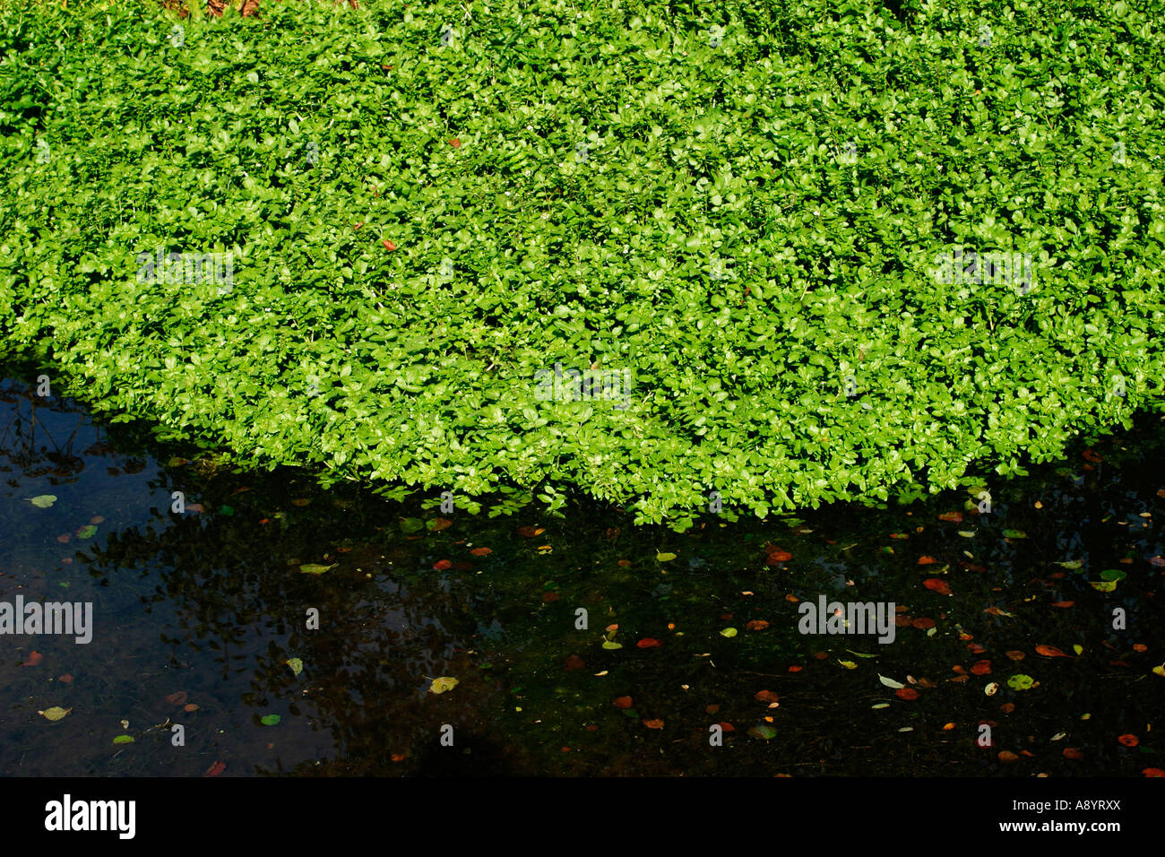 FOOLS WATER CRESS GROWING IN POND Stock Photo Alamy