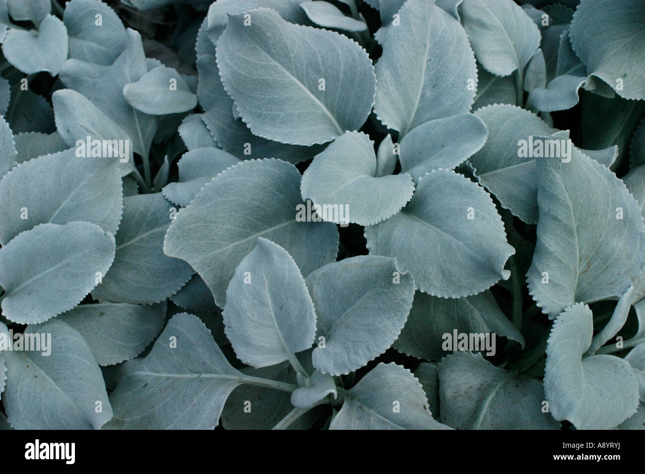 SENECIO CANDECANS CLOSE UP OF FOLIAGE Stock Photo - Alamy