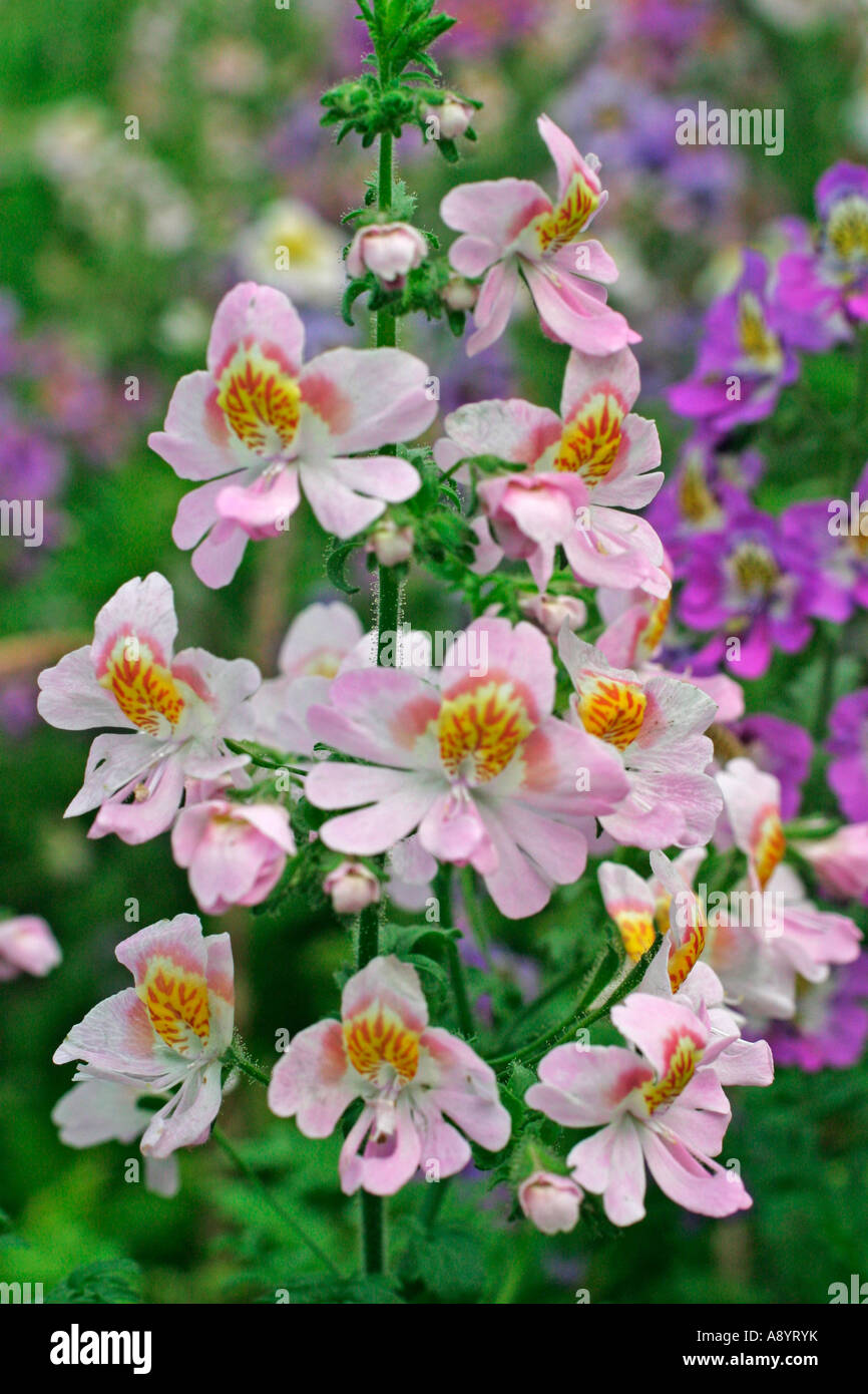 SCHIZANTHUS ANGEL WINGS CLOSE UP OF FLOWER Stock Photo