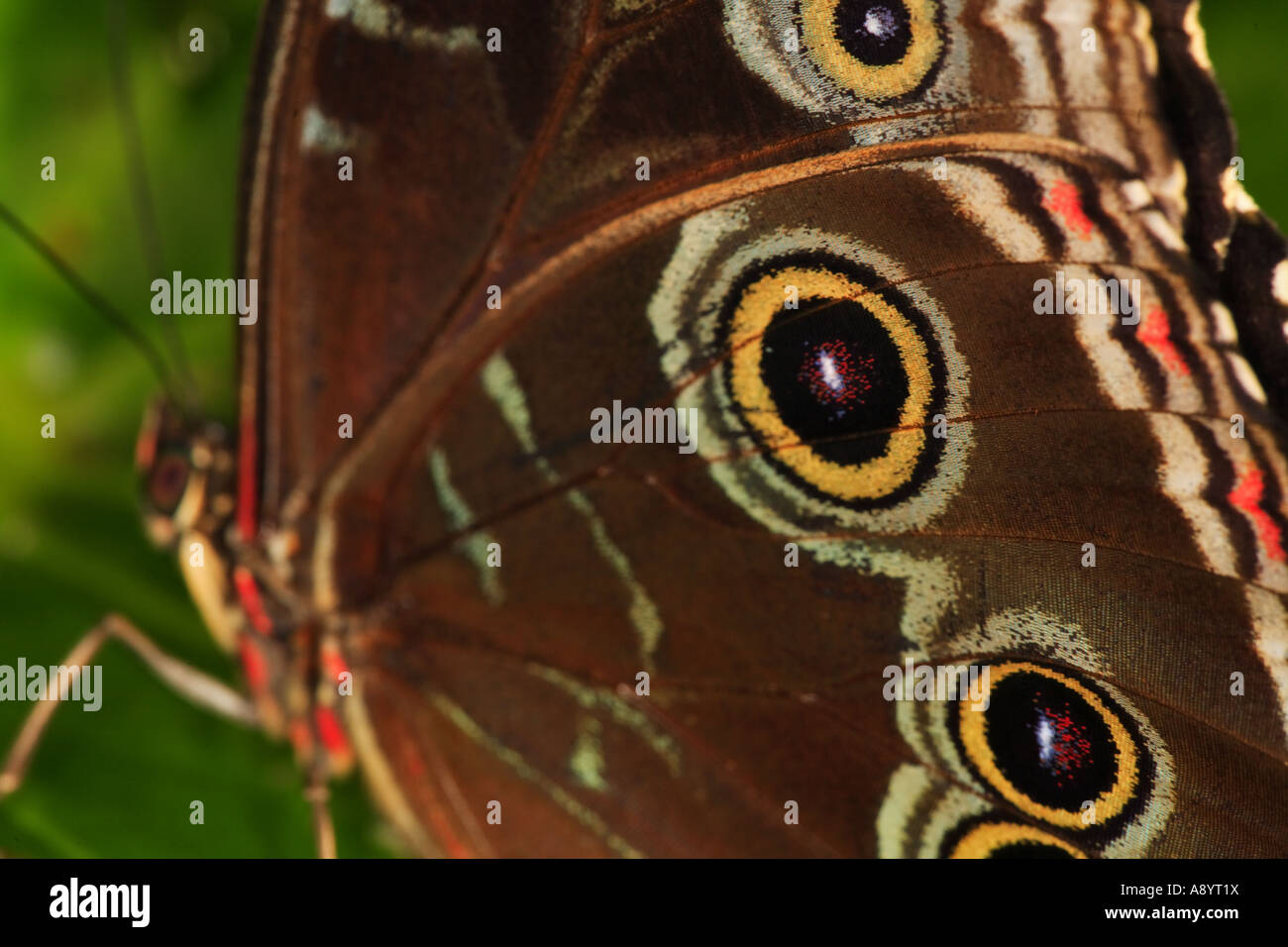 Night Owl moth Stock Photo