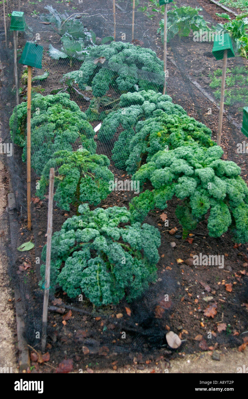 CURLY KALE READY FOR HARVESTING Stock Photo Alamy