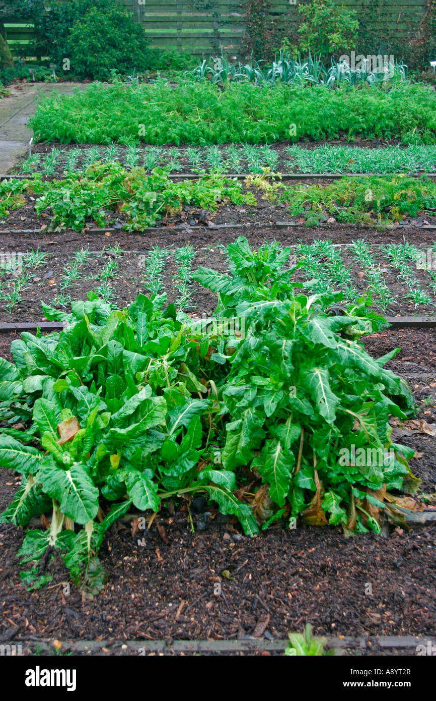 RAISED BEDS IN WINTER Stock Photo Alamy