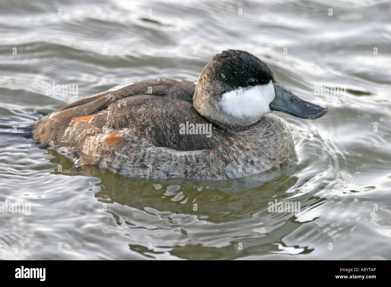 Drake Ruddy Duck Ruddy drake oxyura jamaicensis hi-res stock photography and images - Alamy