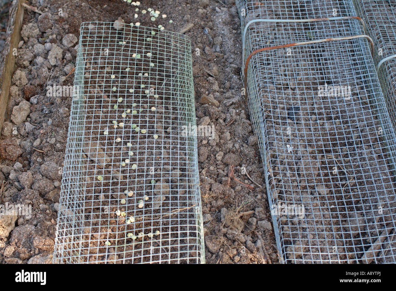 PROTECTING NEWLY SOWN PEAS FROM MICE USING WIRE MESH Stock Photo Alamy