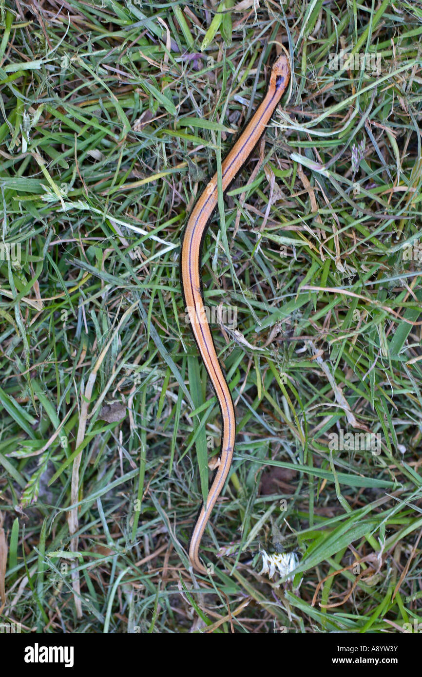 SLOWWORM ANGUIS FRAGILIS JUVENILE MOVING THROUGH GRASS TOP VIEW Stock ...
