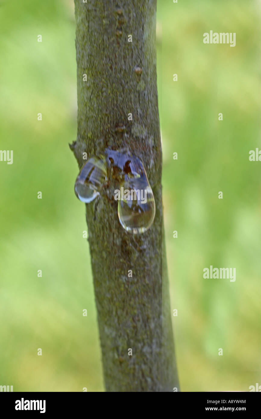GUM PRODUCTION BY PLUM TREE IS SIGN THAT THE TREE IS INFECTED Stock Photo