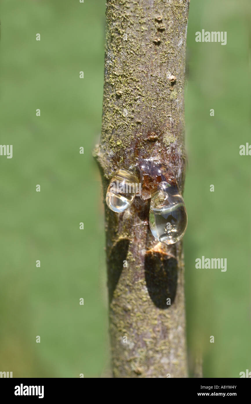 Gum Production By Plum Tree Is Sign That The Tree Is Infected Stock Photo Alamy
