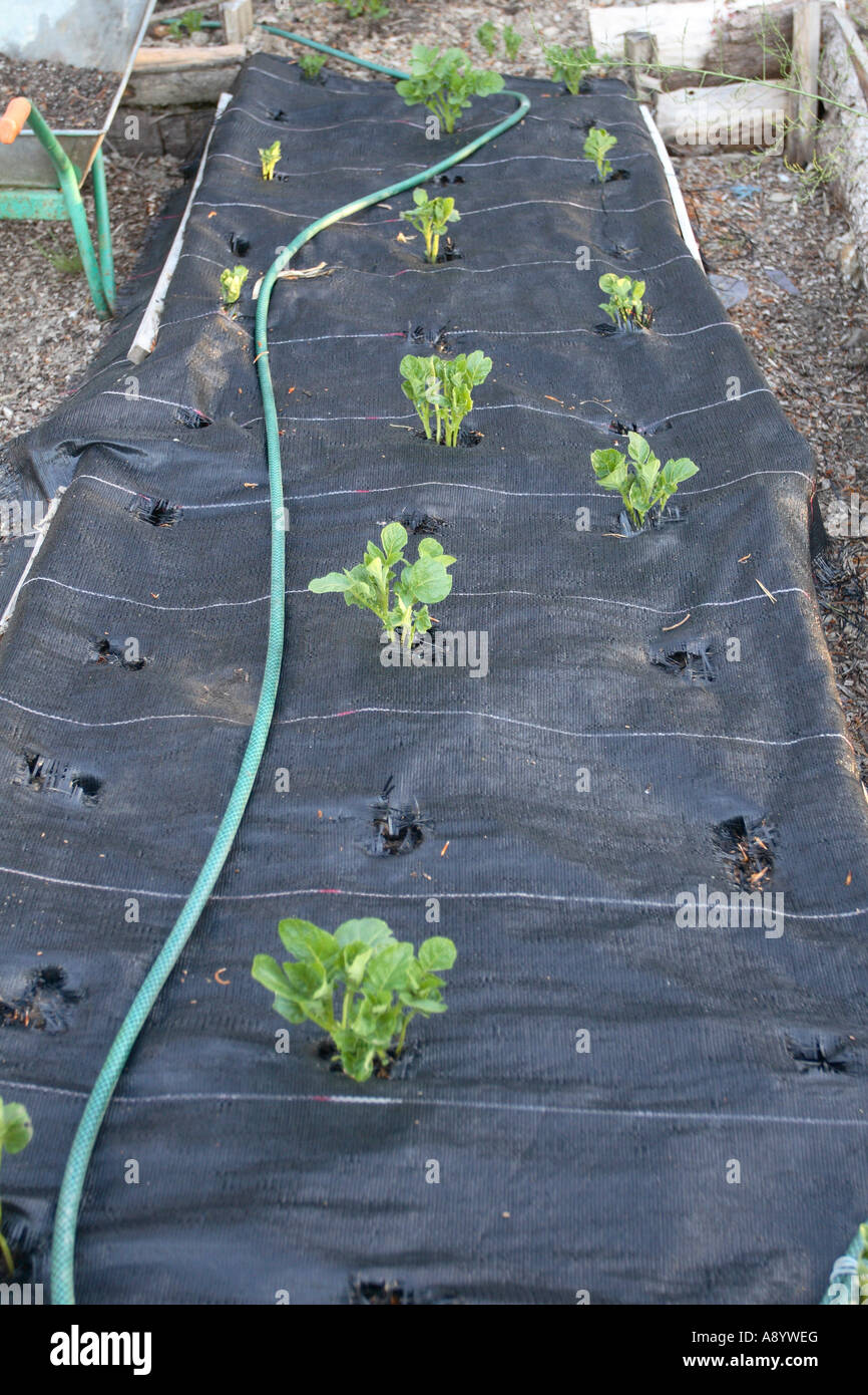 GROWING POTATOES UNDER BLACK MATTING APPROX 3 WEEKS AFTER PLANTING