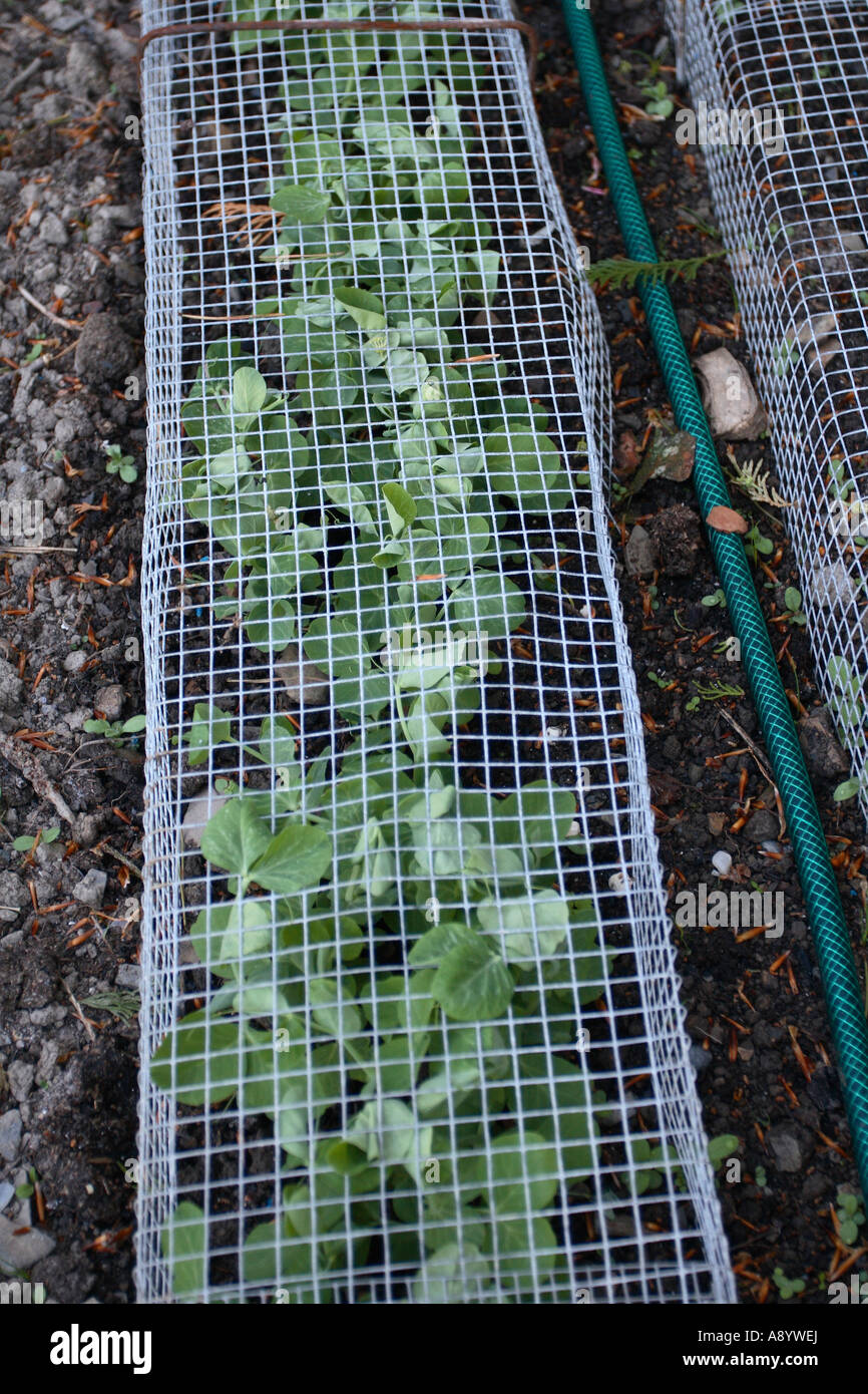 PROTECTING PEAS FROM MICE CVOER SEEDS WITH MESH UNTIL SEEDLINGS ARE