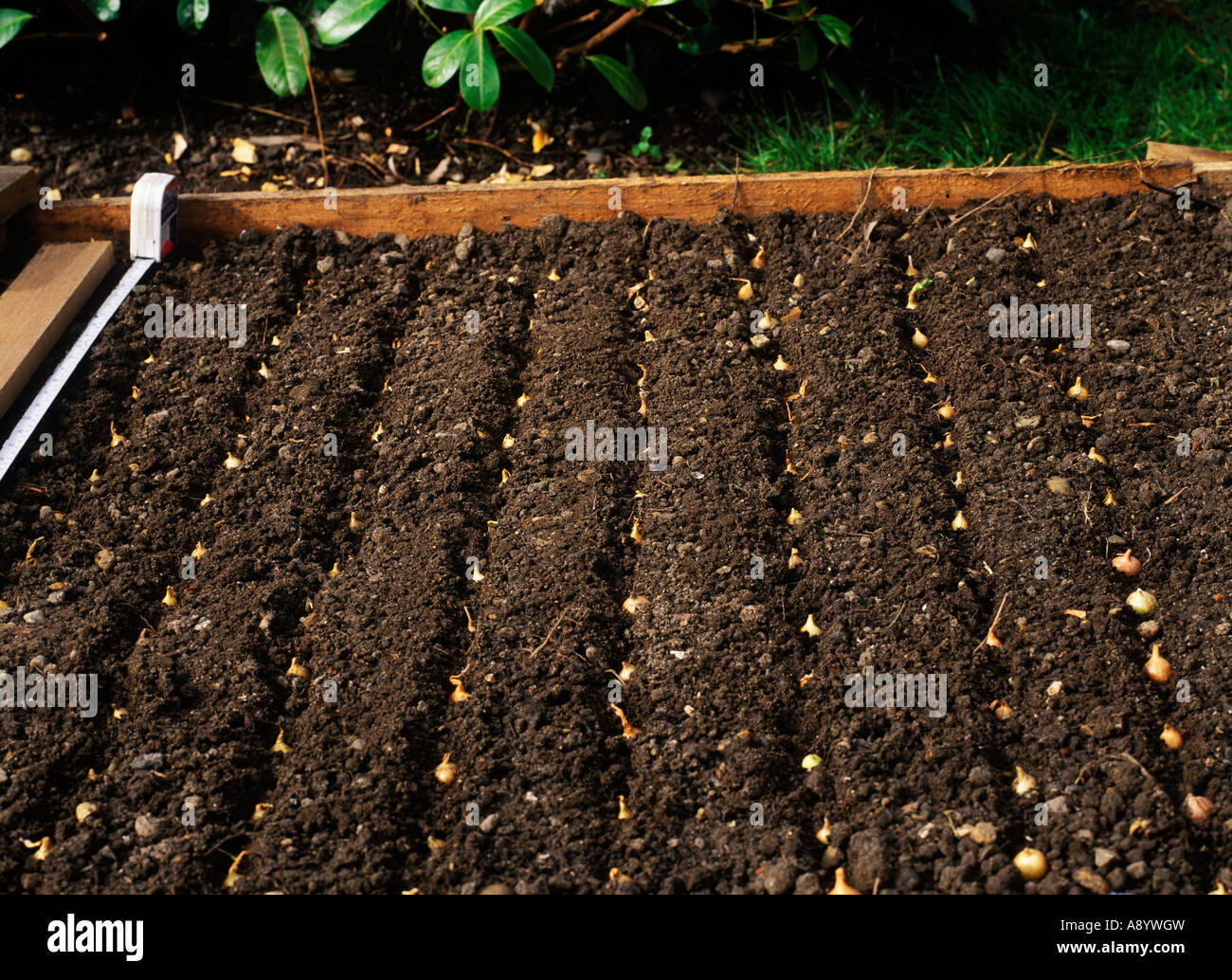 PLANTING ONION SETS ON A RAISED BED Stock Photo Alamy