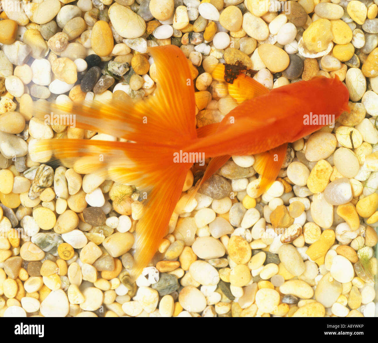 Fantail Goldfish Upside Down