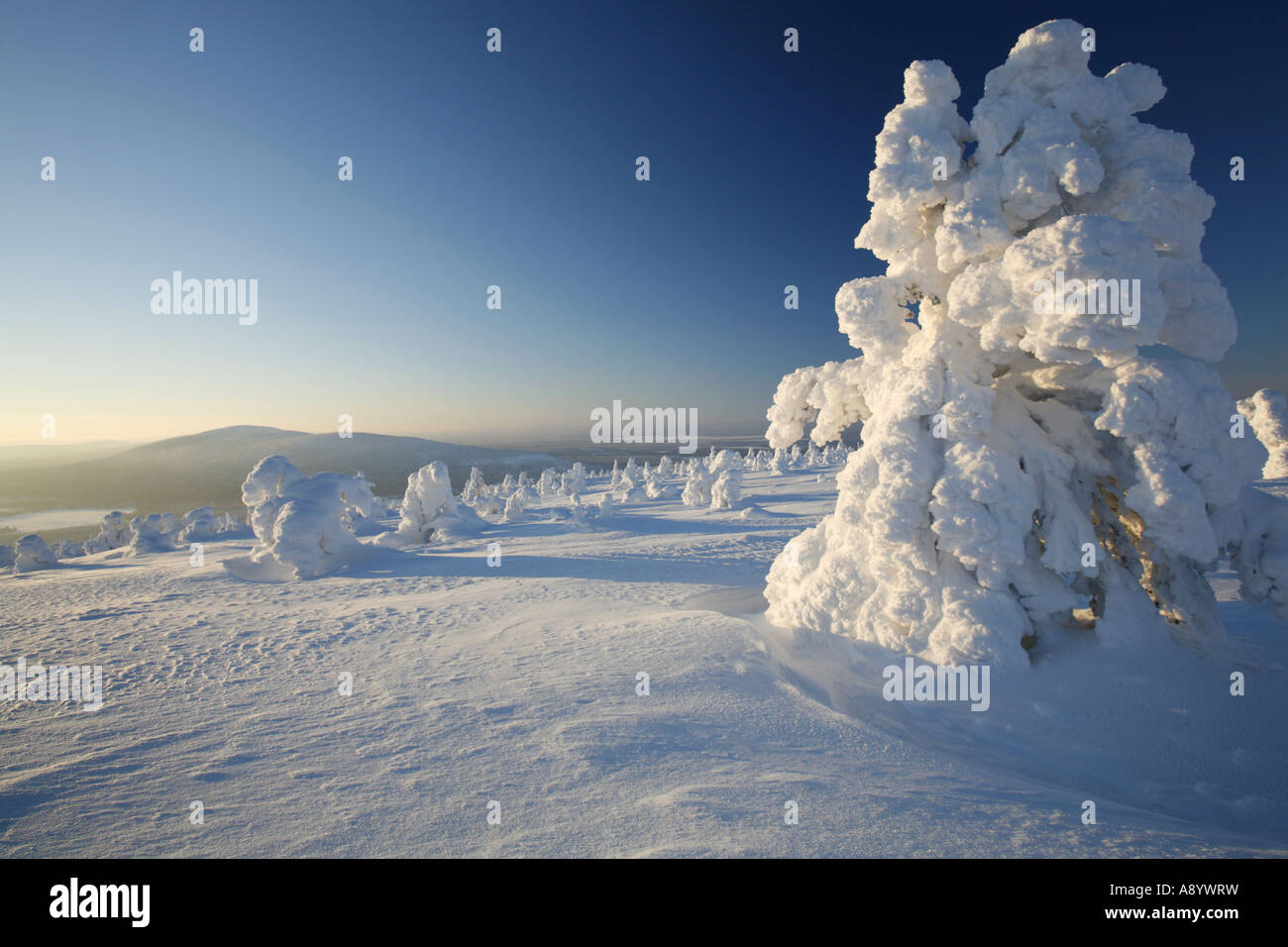 Frozen pine trees on top of Levi fell in Lapland's Arctic nature Stock