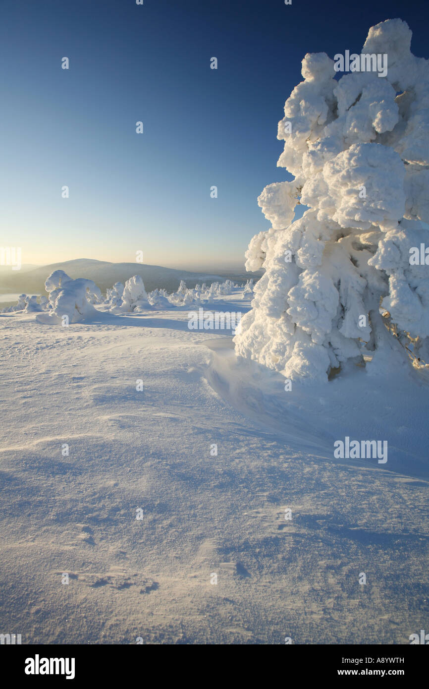 Frozen pine trees on top of Levi fell in Lapland's Arctic nature Stock