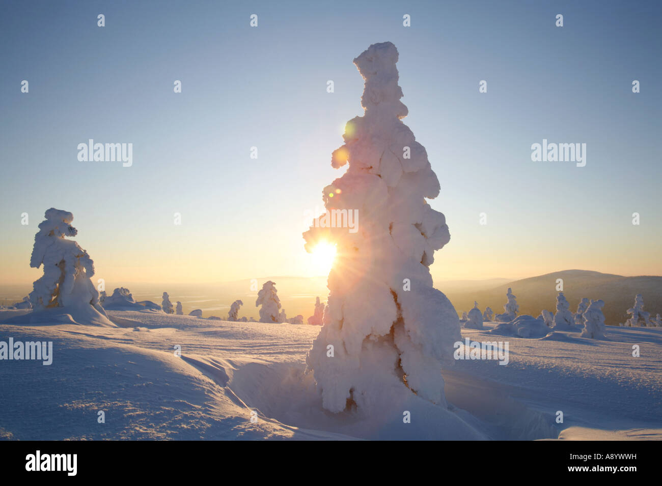Frozen pine trees on top of Levi fell in Lapland's Arctic nature Stock
