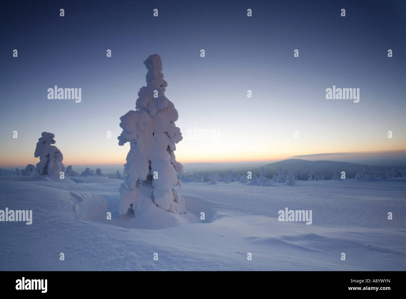 Frozen pine trees on top of Levi fell in Lapland's Arctic nature Stock