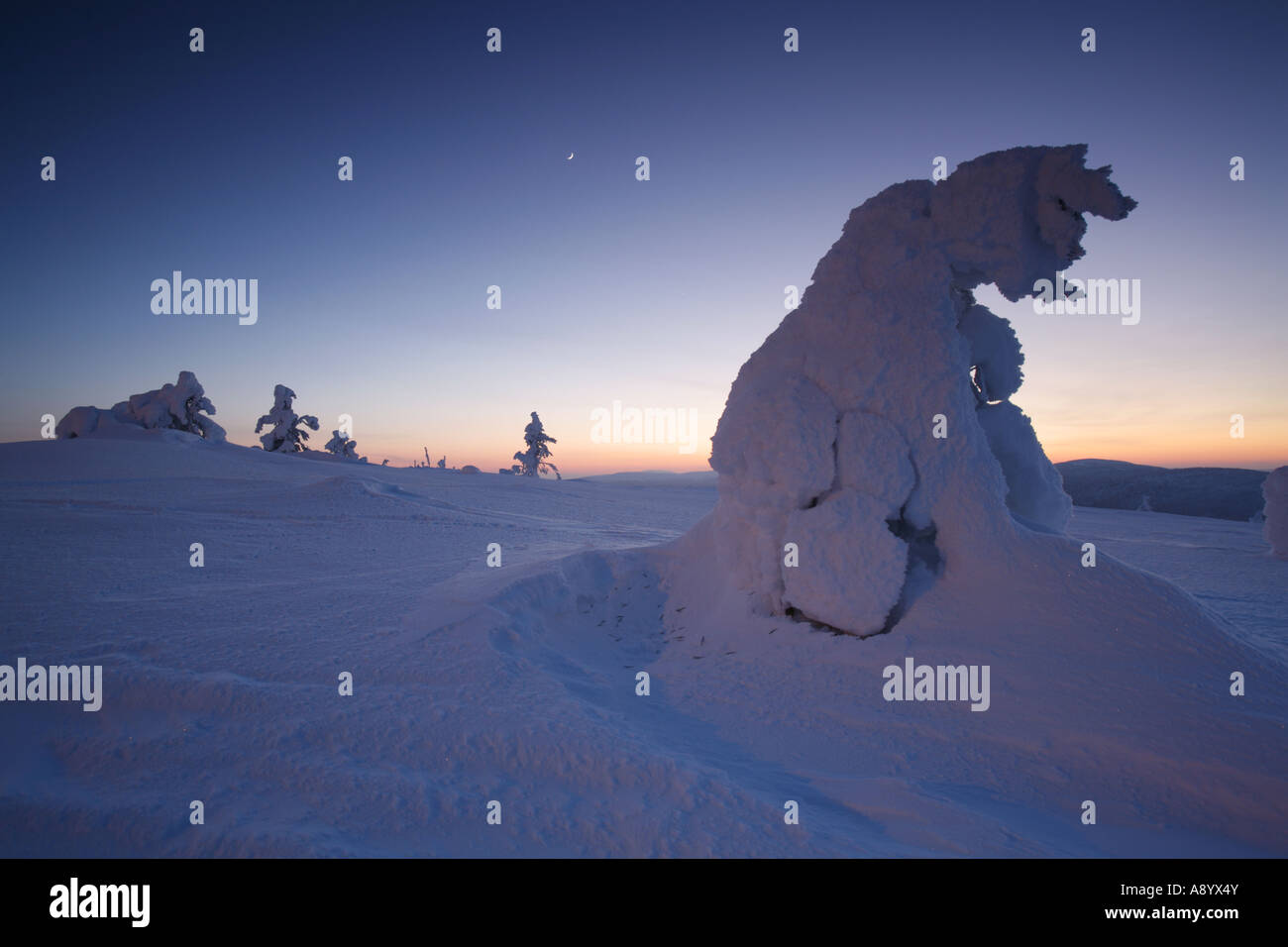 Frozen pine trees on top of Levi fell in Lapland's Arctic nature Stock