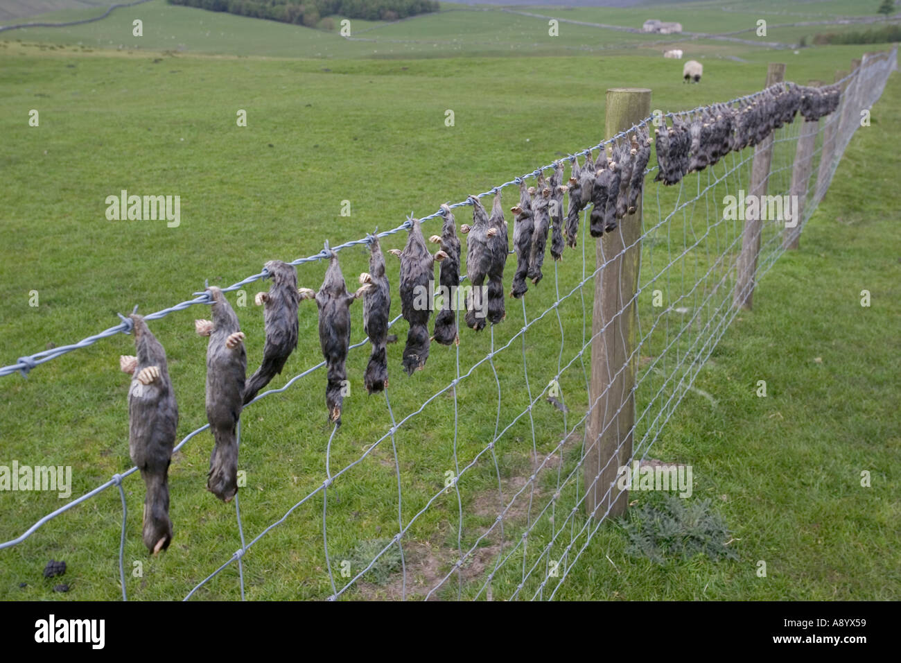 Dead moles hung on barbed wire fence near Setlle Yorkshire UK Stock Photo