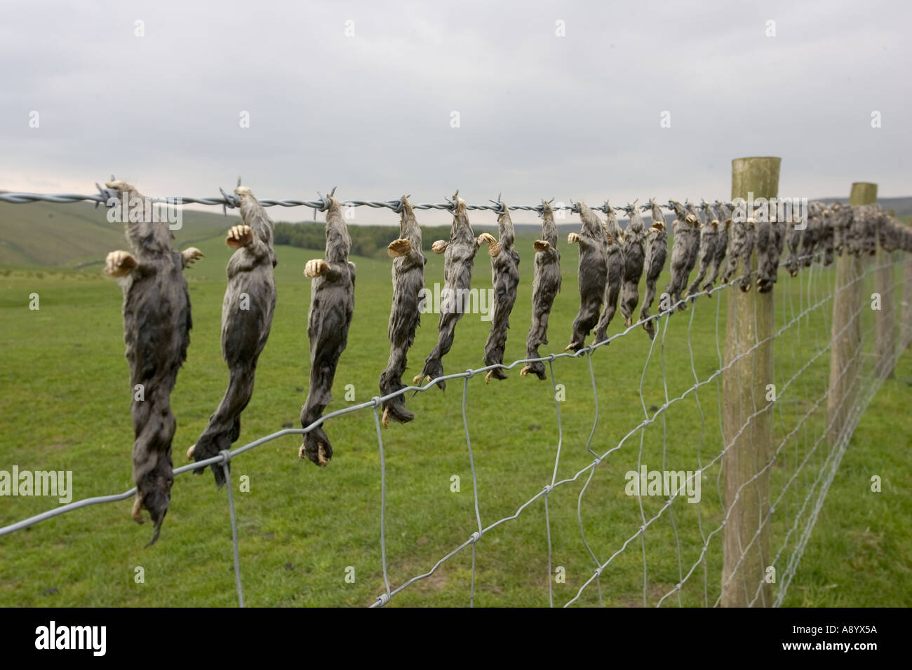 Dead moles hung on barbed wire fence near Settle Yorkshire UK Stock Photo