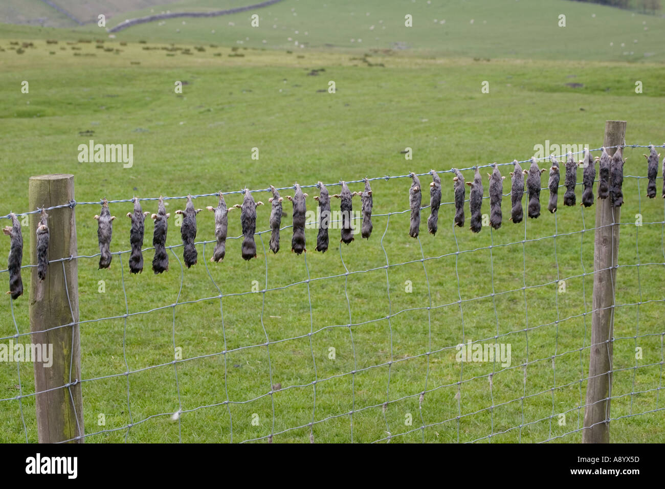 Dead moles hung on barbed wire fence near Settle Yorkshire UK Stock Photo