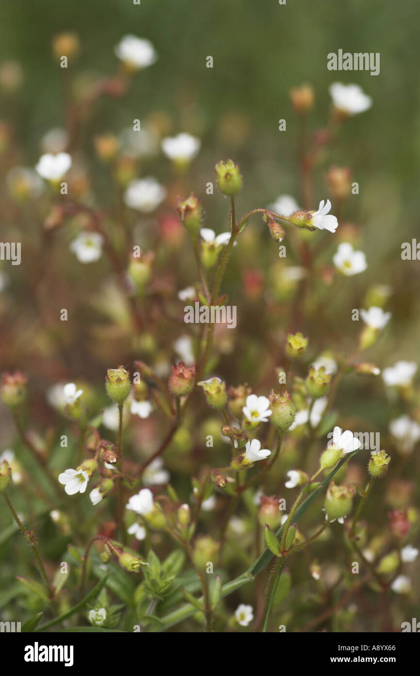 Meadow Saxifrage saxifraga granulata Stock Photo