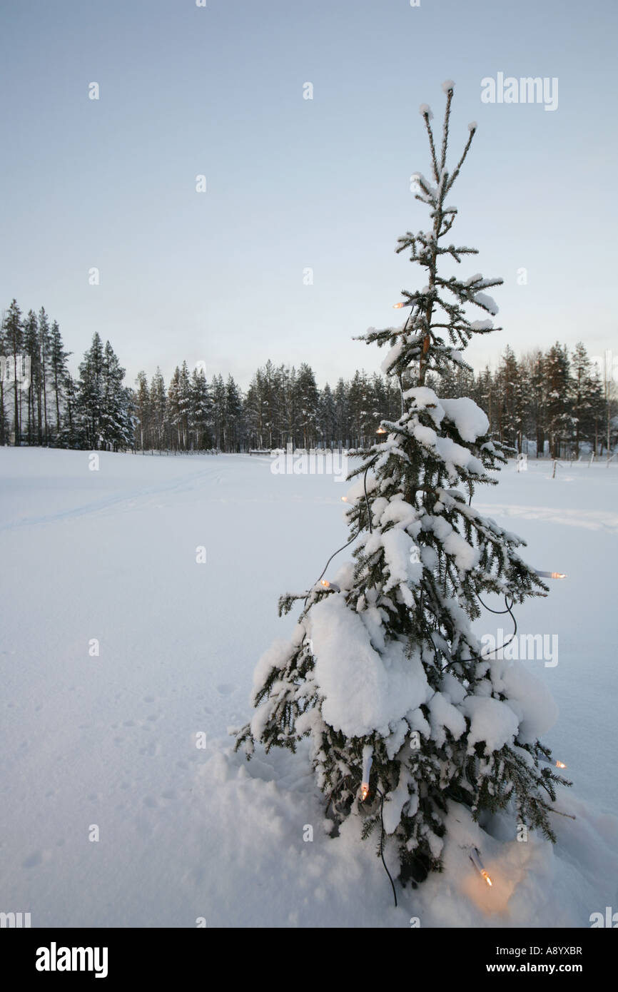 Pine tree decorated with christmas lights in Lapland's Arctic nature
