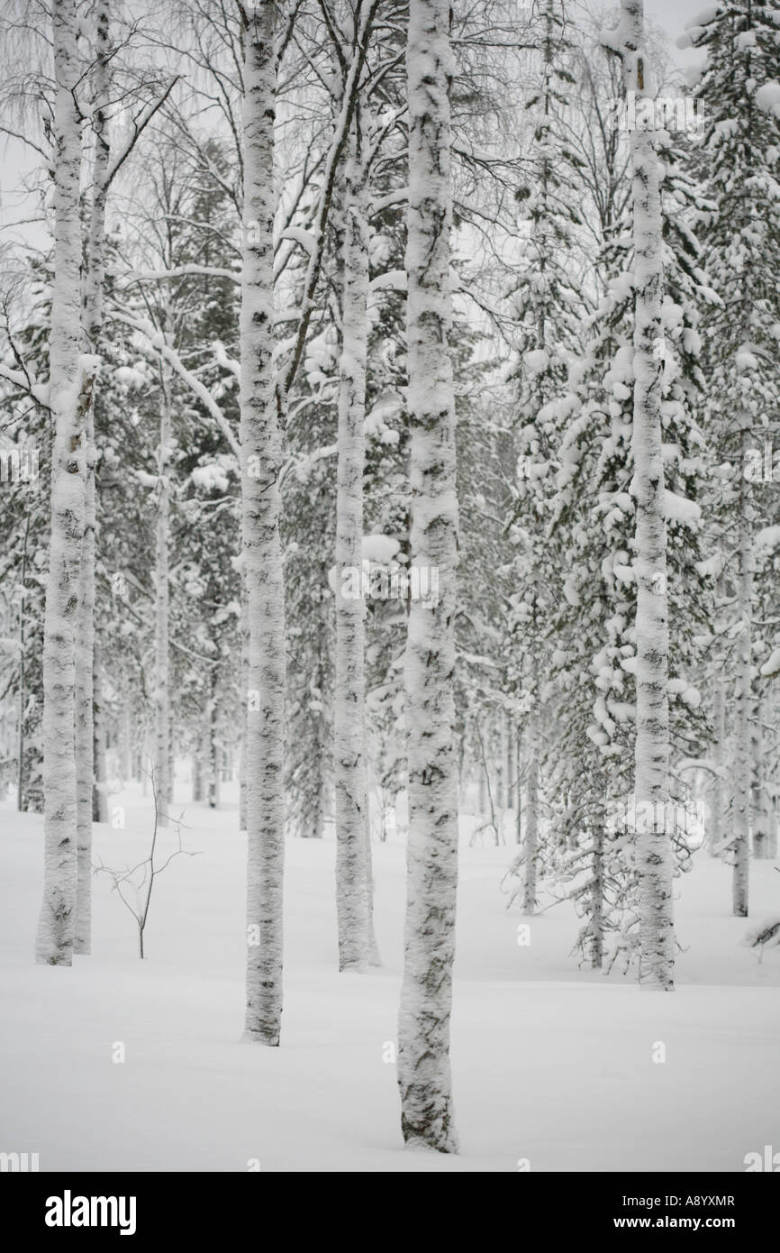 Birch trees in snow landscape. Stock Photo