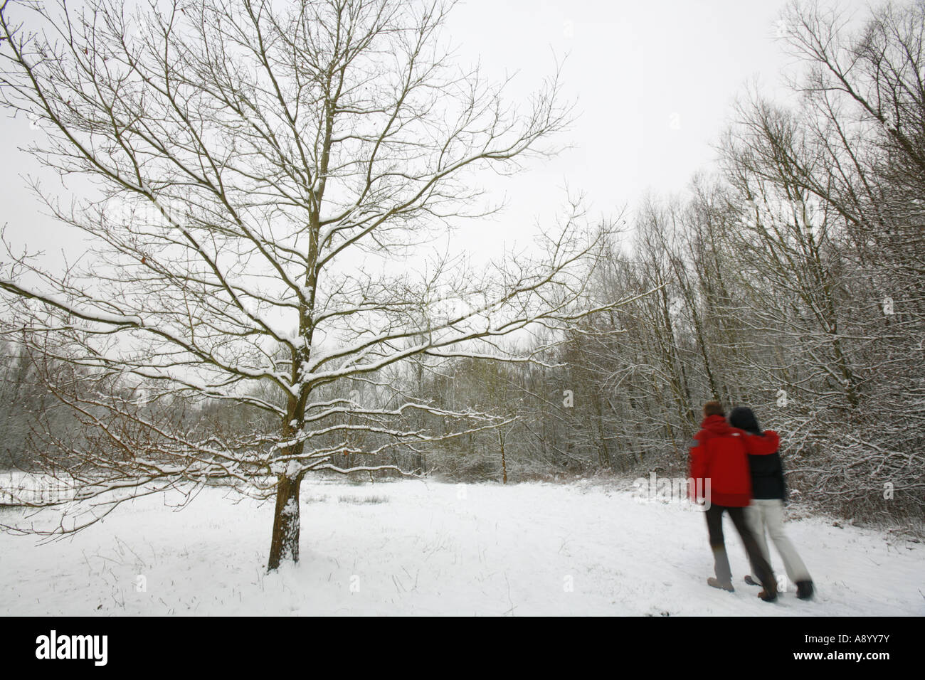 Couple in love walking through snow covered forest path Stock Photo - Alamy