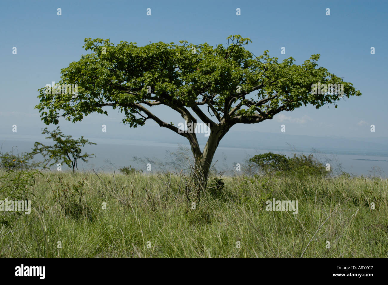 Akacia tree hi-res stock photography and images - Alamy