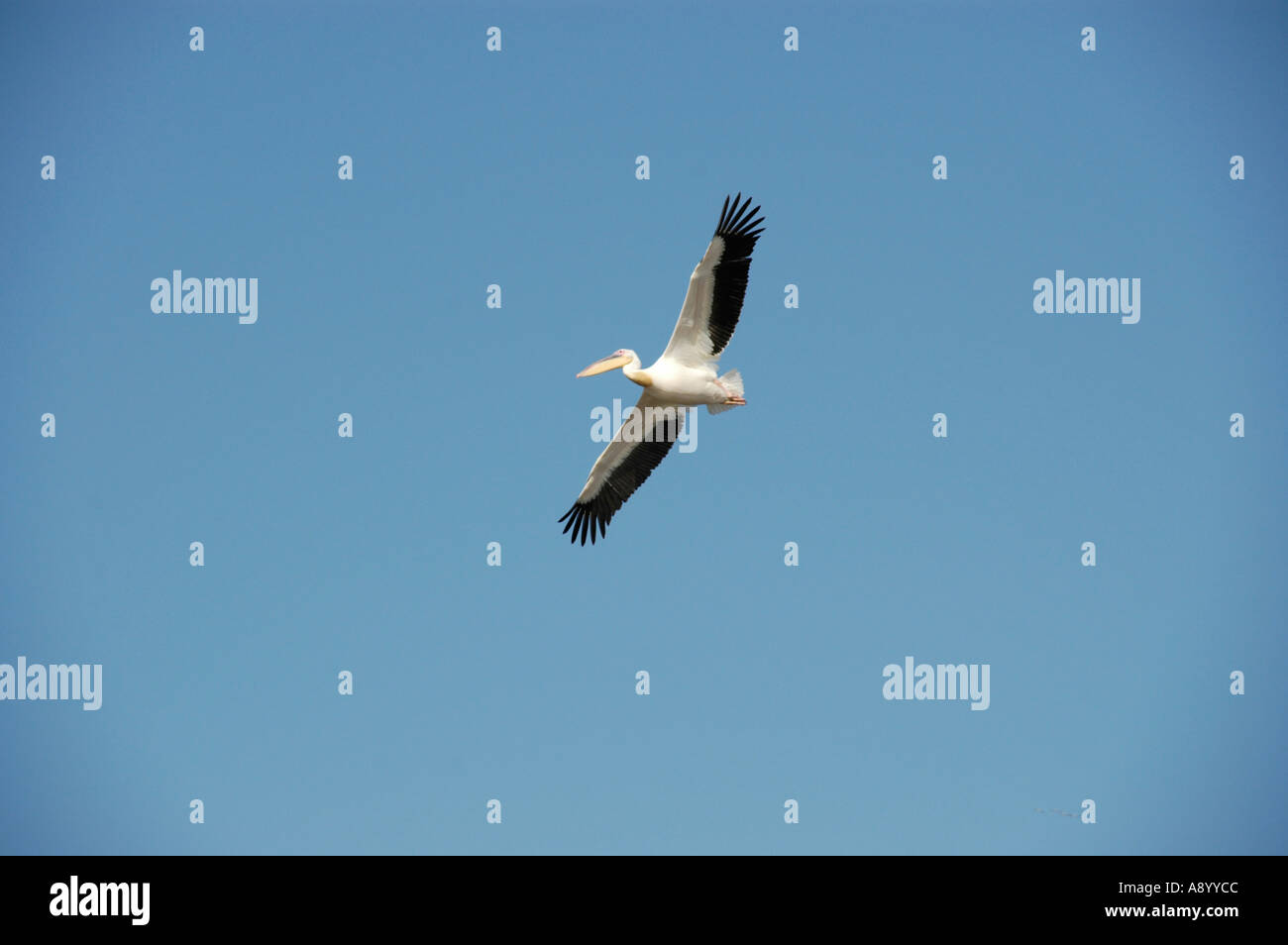Flying pelican with widespread wings in the blue sky near Arba Minch Ethiopia Stock Photo