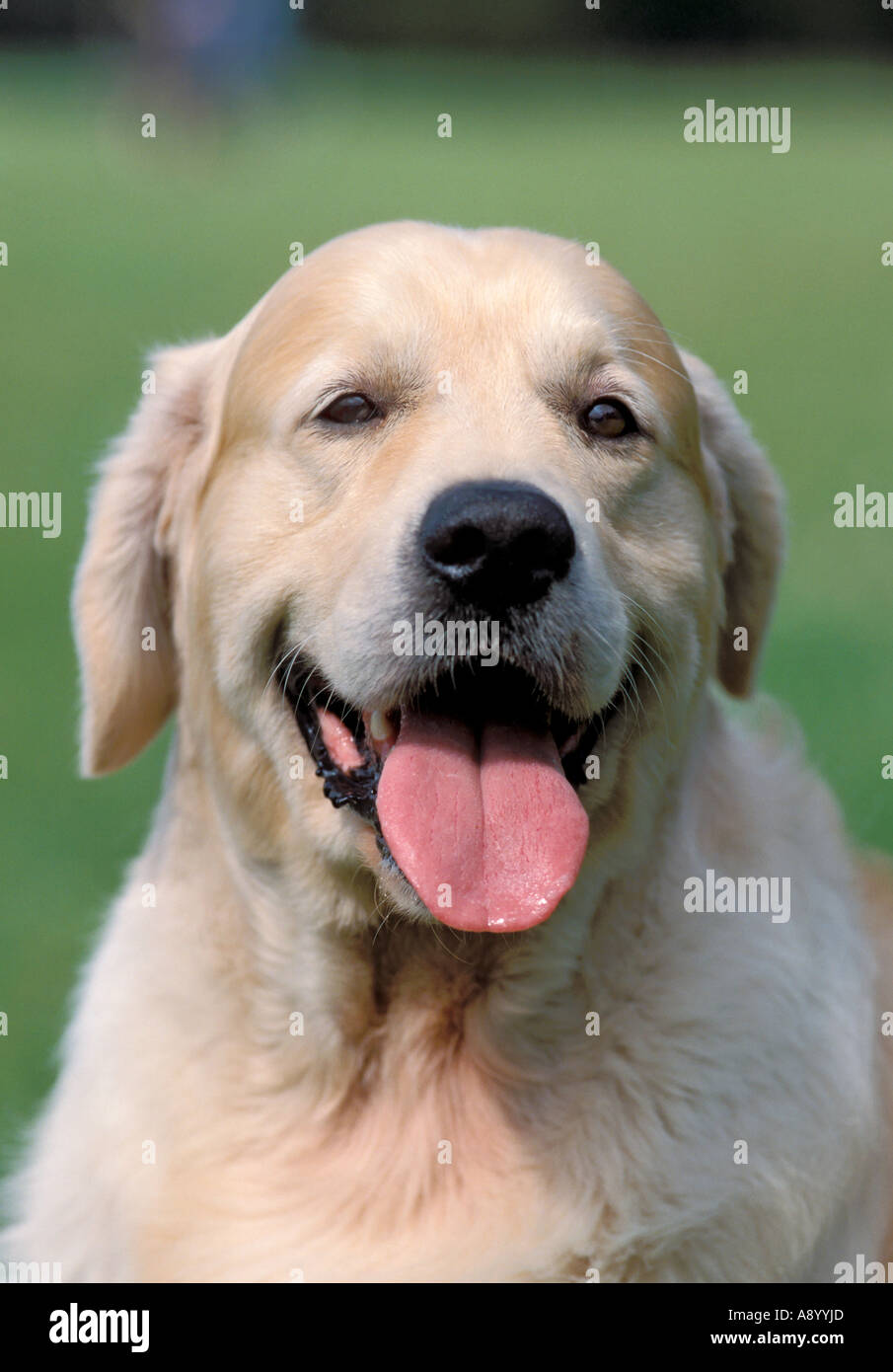 Golden Retriever dog portrait Stock Photo - Alamy