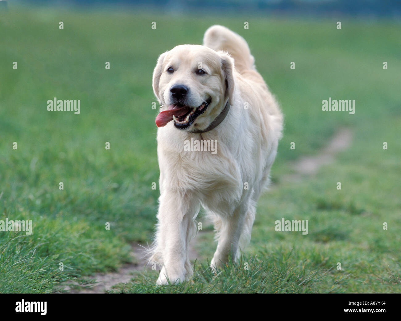 Golden Retriever walking Stock Photo Alamy