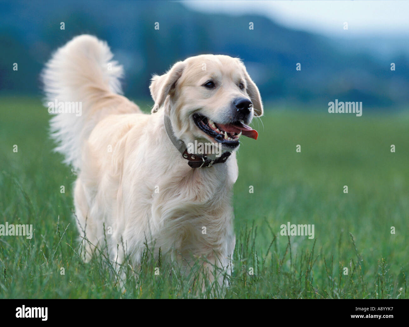 Golden Retriever walking Stock Photo Alamy