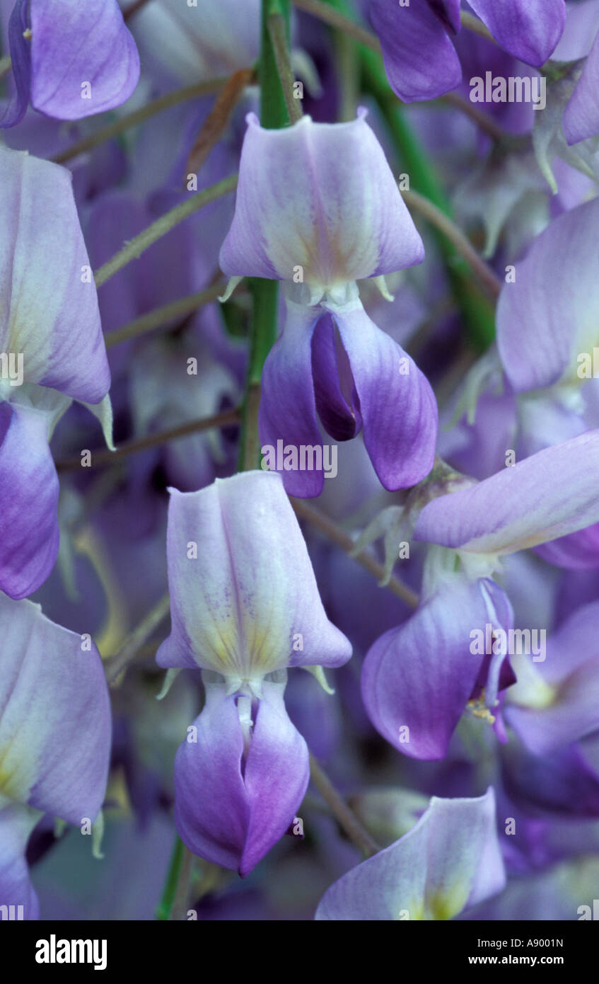 Wisteria floribunda domino hi-res stock photography and images - Alamy
