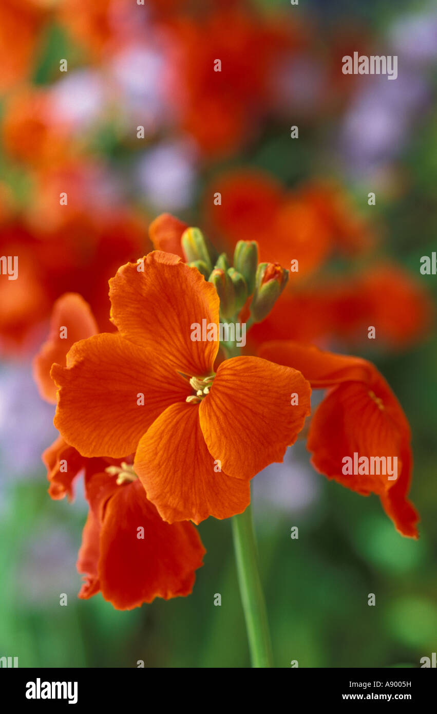 Wallflower scarlet bedder hires stock photography and images Alamy