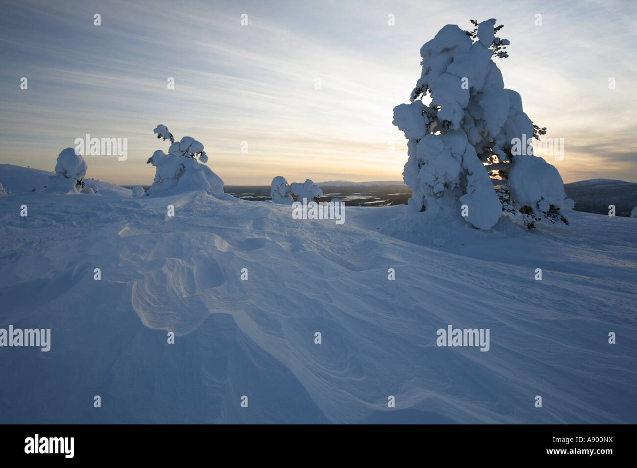 Frozen pine trees on top of Levi fell in Lapland's Arctic nature Stock