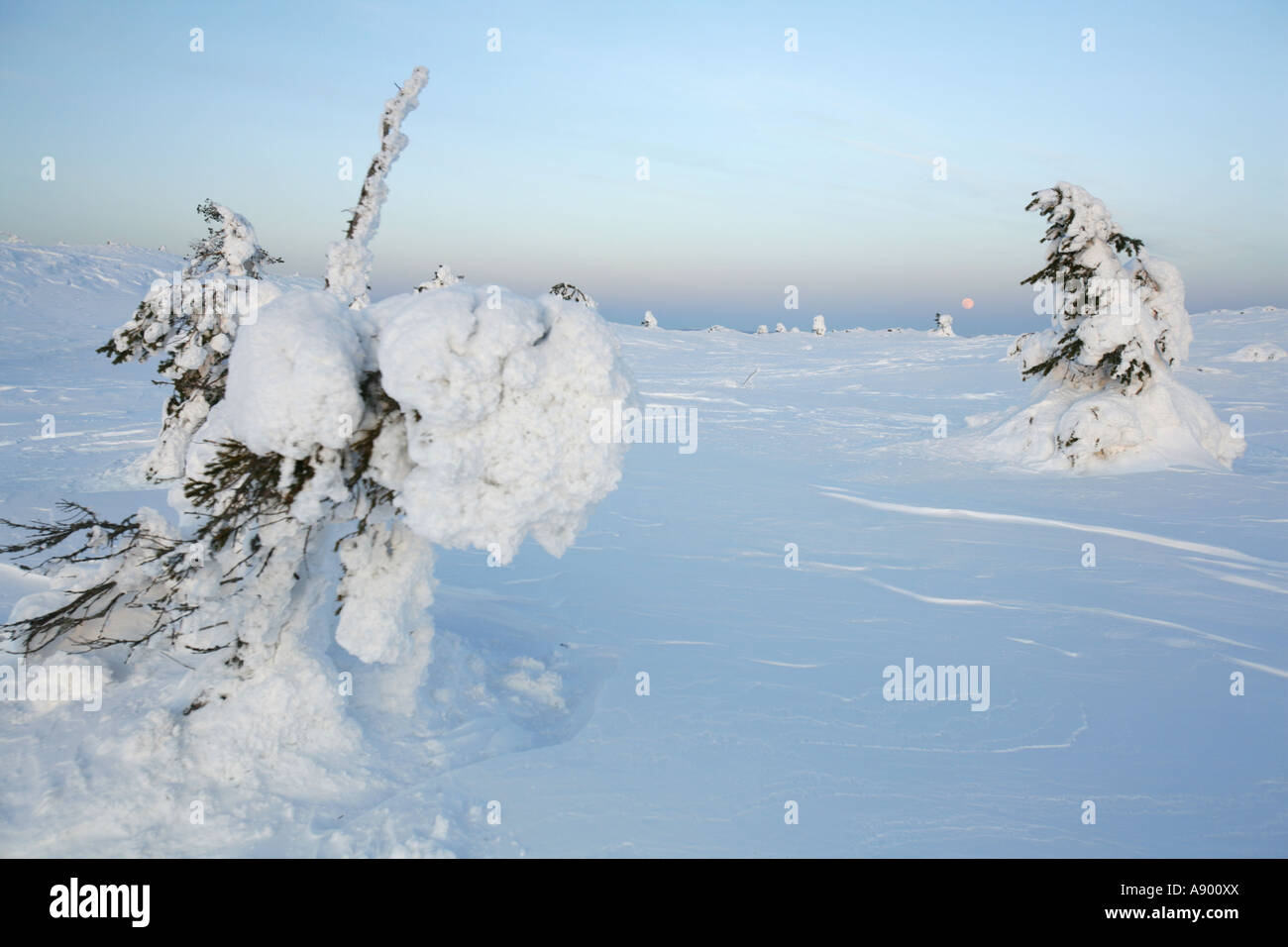 Frozen pine trees on top of Levi fell in Lapland's Arctic nature Stock